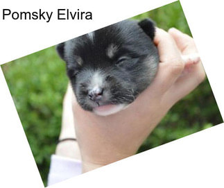 Pomsky Elvira