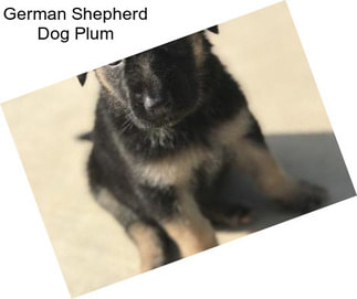 German Shepherd Dog Plum