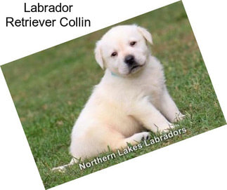 Labrador Retriever Collin