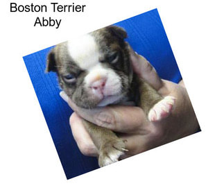 Boston Terrier Abby