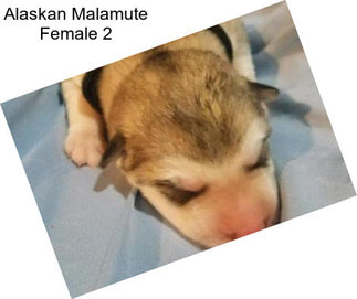 Alaskan Malamute Female 2