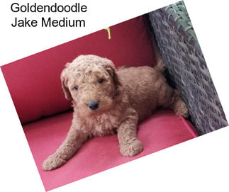 Goldendoodle Jake Medium