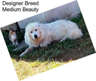 Designer Breed Medium Beauty