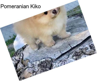 Pomeranian Kiko