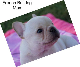 French Bulldog Max