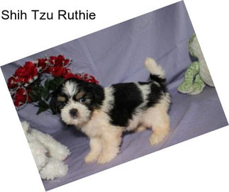 Shih Tzu Ruthie