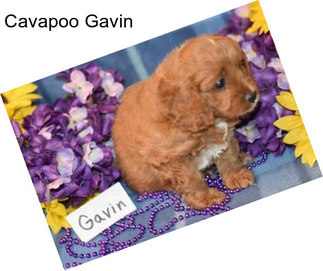 Cavapoo Gavin