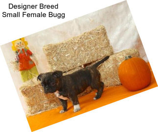 Designer Breed Small Female Bugg