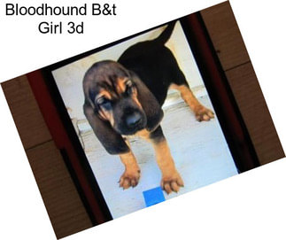 Bloodhound B&t Girl 3d