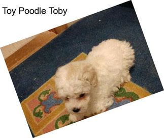 Toy Poodle Toby