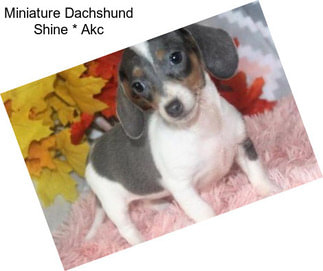 Miniature Dachshund Shine * Akc