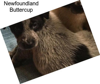 Newfoundland Buttercup