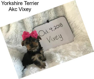 Yorkshire Terrier Akc Vixey