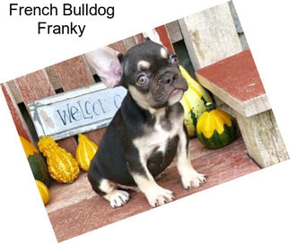 French Bulldog Franky