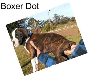 Boxer Dot