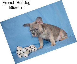 French Bulldog Blue Tri