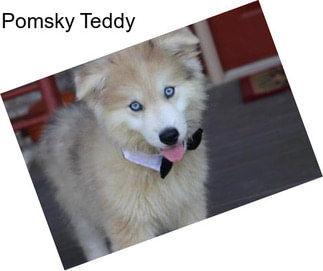 Pomsky Teddy