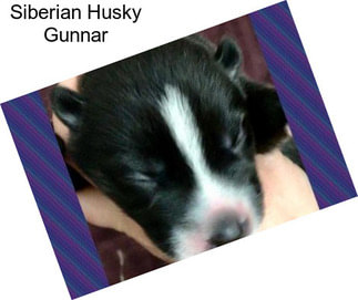 Siberian Husky Gunnar