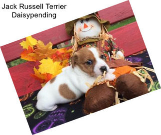 Jack Russell Terrier Daisypending