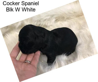 Cocker Spaniel Blk W White