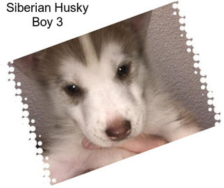 Siberian Husky Boy 3