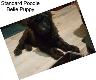 Standard Poodle Belle Puppy