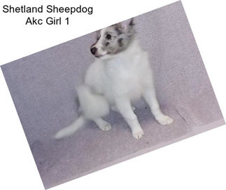 Shetland Sheepdog Akc Girl 1