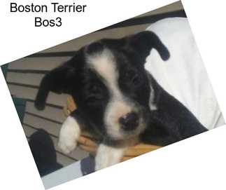 Boston Terrier Bos3