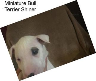 Miniature Bull Terrier Shiner