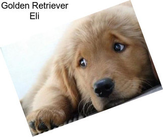 Golden Retriever Eli