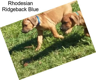 Rhodesian Ridgeback Blue