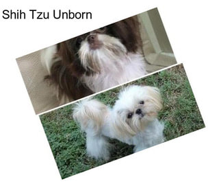 Shih Tzu Unborn