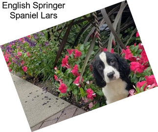 English Springer Spaniel Lars