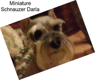 Miniature Schnauzer Darla