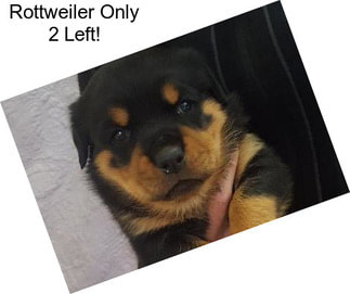 Rottweiler Only 2 Left!