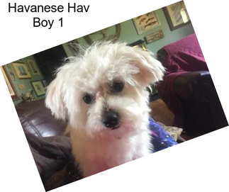 Havanese Hav Boy 1