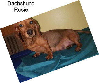 Dachshund Rosie