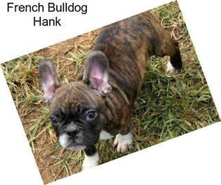 French Bulldog Hank