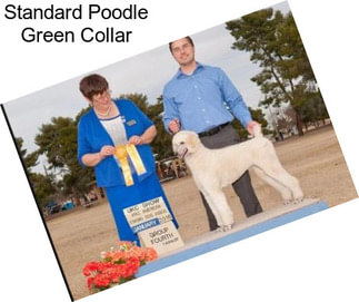 Standard Poodle Green Collar
