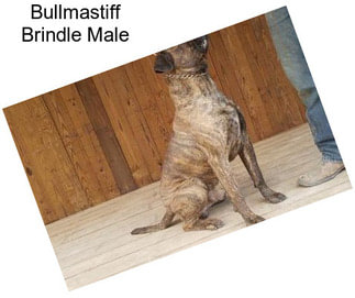 Bullmastiff Brindle Male
