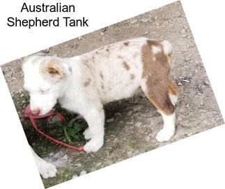 Australian Shepherd Tank