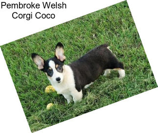 Pembroke Welsh Corgi Coco