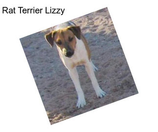 Rat Terrier Lizzy
