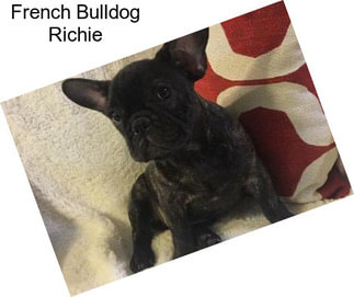 French Bulldog Richie