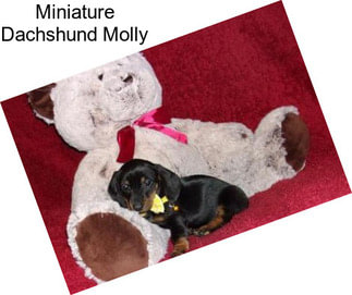 Miniature Dachshund Molly