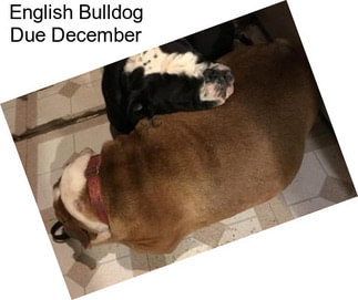 English Bulldog Due December