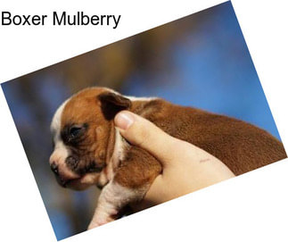 Boxer Mulberry