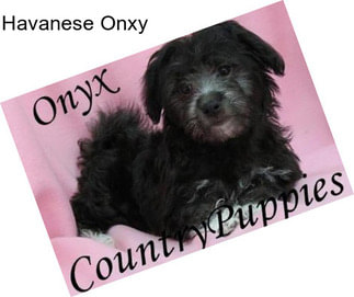 Havanese Onxy