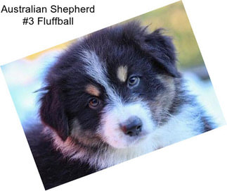 Australian Shepherd #3 Fluffball
