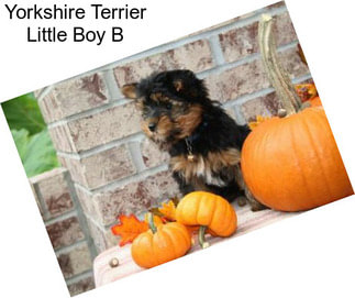 Yorkshire Terrier Little Boy B